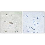 Immunohistochemistry - RL39L Antibody from Signalway Antibody (34360) - Antibodies.com