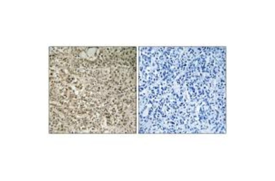 Immunohistochemistry - RPL40 Antibody from Signalway Antibody (34362) - Antibodies.com