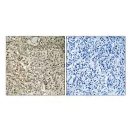 Immunohistochemistry - RPL40 Antibody from Signalway Antibody (34362) - Antibodies.com