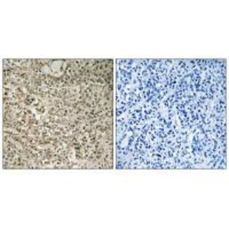 Immunohistochemistry - RPL40 Antibody from Signalway Antibody (34362) - Antibodies.com