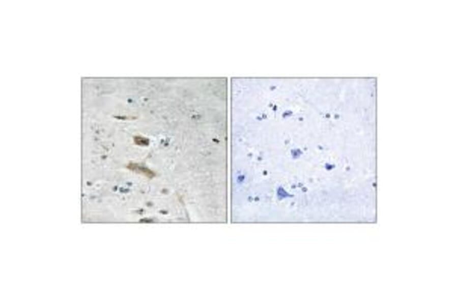 Immunohistochemistry - ABHD4 Antibody from Signalway Antibody (34370) - Antibodies.com