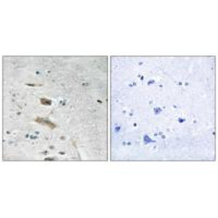 Immunohistochemistry - ABHD4 Antibody from Signalway Antibody (34370) - Antibodies.com