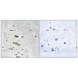 Immunohistochemistry - ABHD4 Antibody from Signalway Antibody (34370) - Antibodies.com