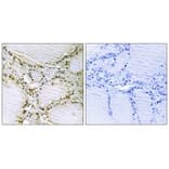 Immunohistochemistry - AMPD1 Antibody from Signalway Antibody (34409) - Antibodies.com