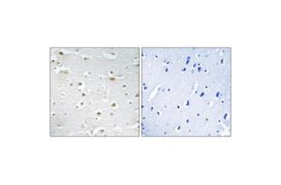 Immunohistochemistry - DDX3Y Antibody from Signalway Antibody (34467) - Antibodies.com