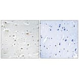 Immunohistochemistry - DDX3Y Antibody from Signalway Antibody (34467) - Antibodies.com