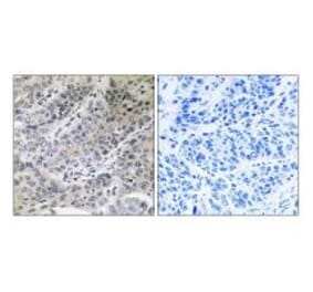 Immunohistochemistry - BRP44 Antibody from Signalway Antibody (34504) - Antibodies.com