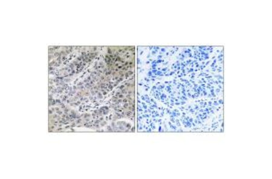 Immunohistochemistry - BRP44 Antibody from Signalway Antibody (34504) - Antibodies.com