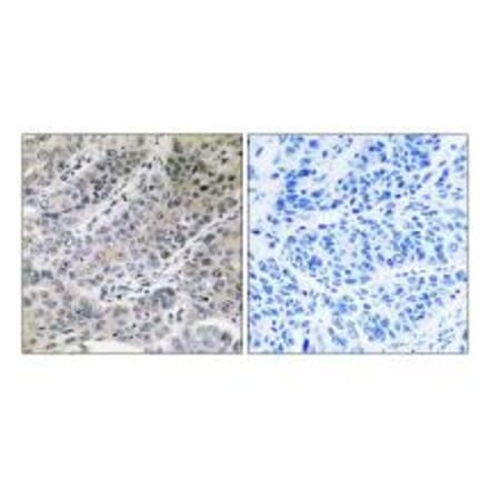 Immunohistochemistry - BRP44 Antibody from Signalway Antibody (34504) - Antibodies.com