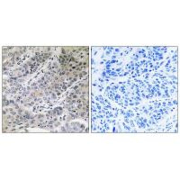 Immunohistochemistry - BRP44 Antibody from Signalway Antibody (34504) - Antibodies.com