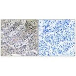 Immunohistochemistry - BRP44 Antibody from Signalway Antibody (34504) - Antibodies.com