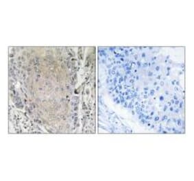 Immunohistochemistry - CBLN3 Antibody from Signalway Antibody (34572) - Antibodies.com