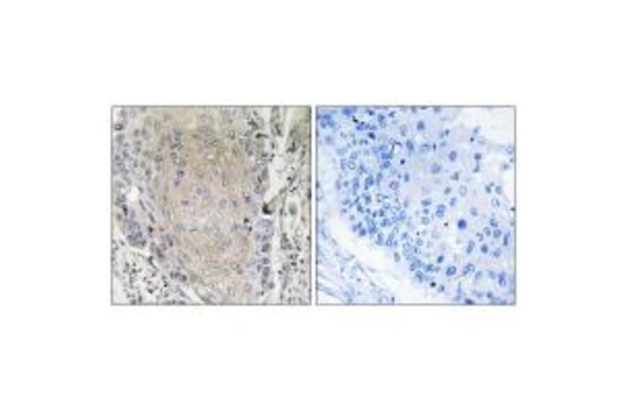 Immunohistochemistry - CBLN3 Antibody from Signalway Antibody (34572) - Antibodies.com