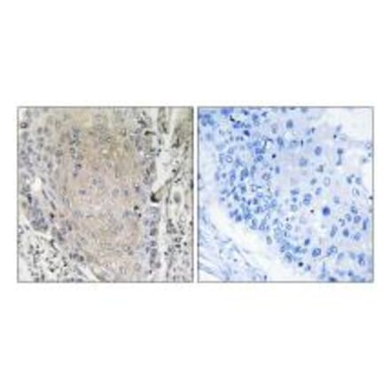 Immunohistochemistry - CBLN3 Antibody from Signalway Antibody (34572) - Antibodies.com