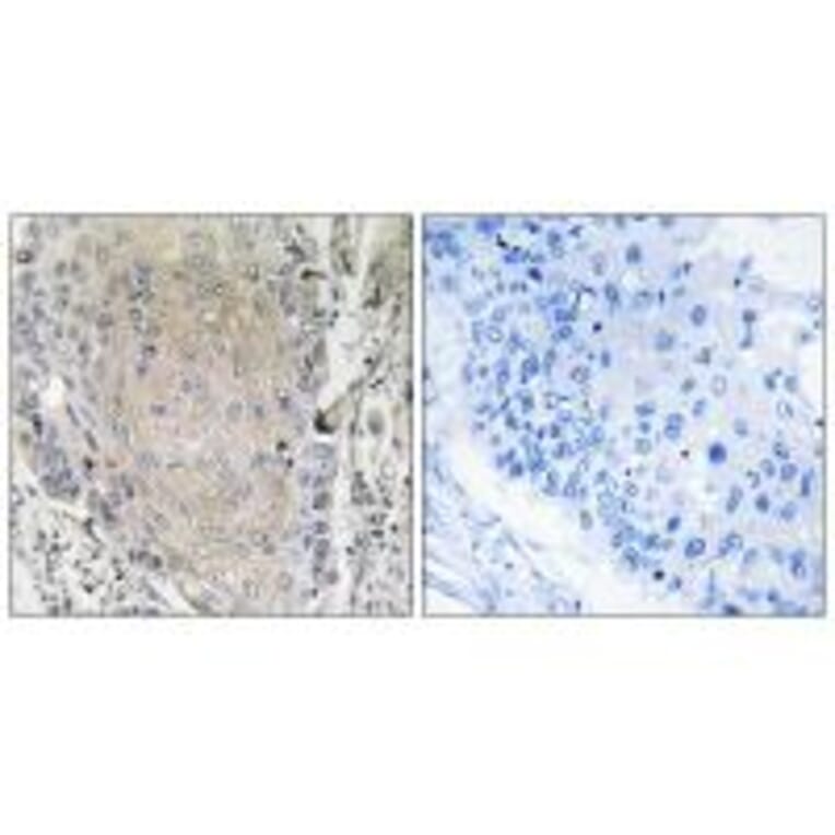 Immunohistochemistry - CBLN3 Antibody from Signalway Antibody (34572) - Antibodies.com