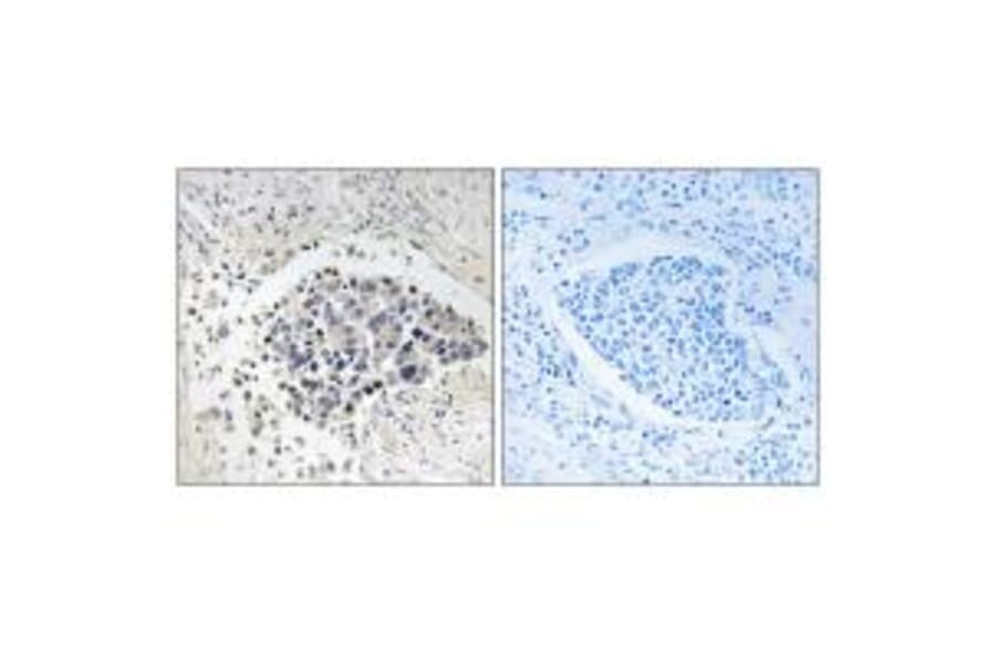 Immunohistochemistry - CPNE8 Antibody from Signalway Antibody (34621) - Antibodies.com