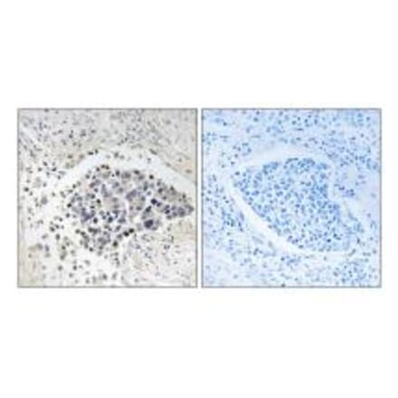 Immunohistochemistry - CPNE8 Antibody from Signalway Antibody (34621) - Antibodies.com