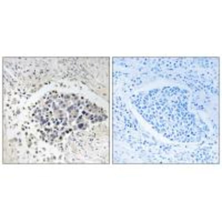 Immunohistochemistry - CPNE8 Antibody from Signalway Antibody (34621) - Antibodies.com
