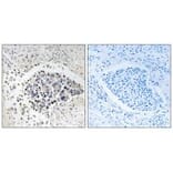 Immunohistochemistry - CPNE8 Antibody from Signalway Antibody (34621) - Antibodies.com