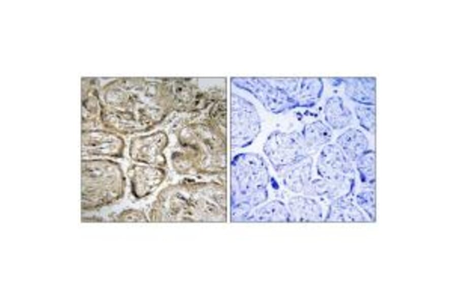 Immunohistochemistry - CST9L Antibody from Signalway Antibody (34627) - Antibodies.com