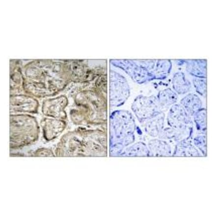 Immunohistochemistry - CST9L Antibody from Signalway Antibody (34627) - Antibodies.com