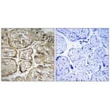 Immunohistochemistry - CST9L Antibody from Signalway Antibody (34627) - Antibodies.com