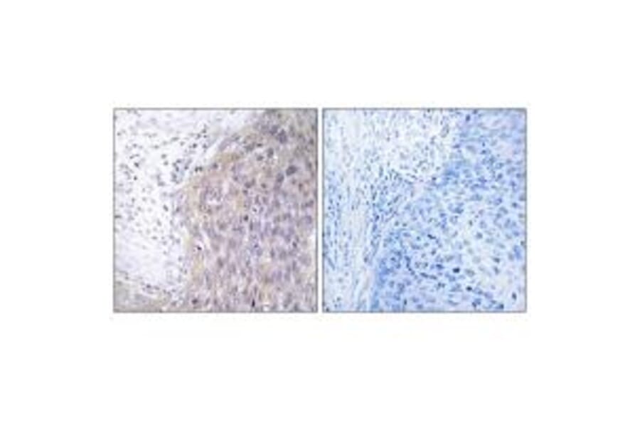 Immunohistochemistry - POLG2 Antibody from Signalway Antibody (34648) - Antibodies.com