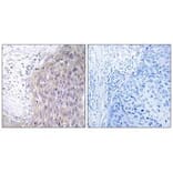 Immunohistochemistry - POLG2 Antibody from Signalway Antibody (34648) - Antibodies.com