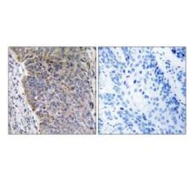 Immunohistochemistry - MGST3 Antibody from Signalway Antibody (34788) - Antibodies.com