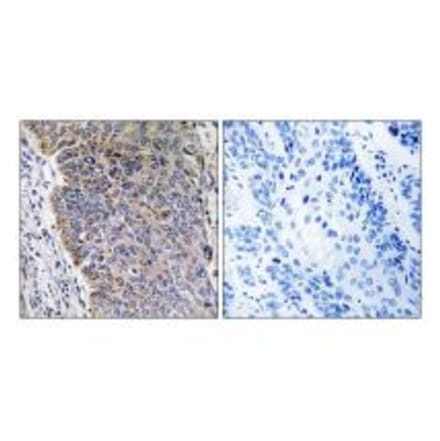 Immunohistochemistry - MGST3 Antibody from Signalway Antibody (34788) - Antibodies.com