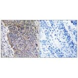 Immunohistochemistry - MGST3 Antibody from Signalway Antibody (34788) - Antibodies.com