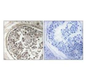 Immunohistochemistry - MRPS5 Antibody from Signalway Antibody (34798) - Antibodies.com