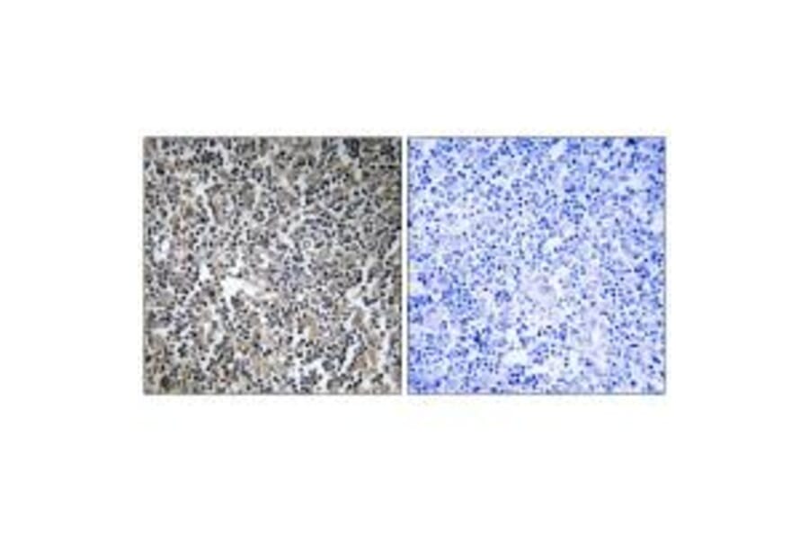 Immunohistochemistry - MPRIP Antibody from Signalway Antibody (34818) - Antibodies.com