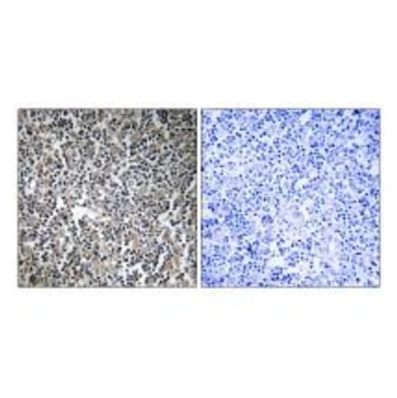 Immunohistochemistry - MPRIP Antibody from Signalway Antibody (34818) - Antibodies.com
