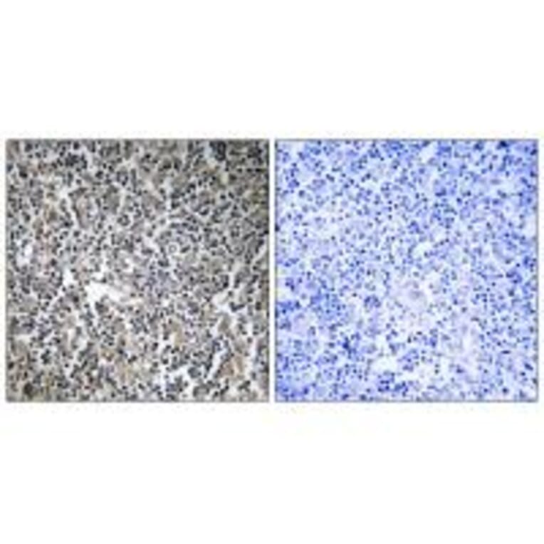 Immunohistochemistry - MPRIP Antibody from Signalway Antibody (34818) - Antibodies.com