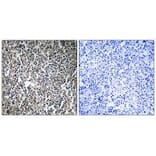 Immunohistochemistry - MPRIP Antibody from Signalway Antibody (34818) - Antibodies.com