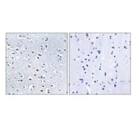 Immunohistochemistry - NPHP4 Antibody from Signalway Antibody (34846) - Antibodies.com