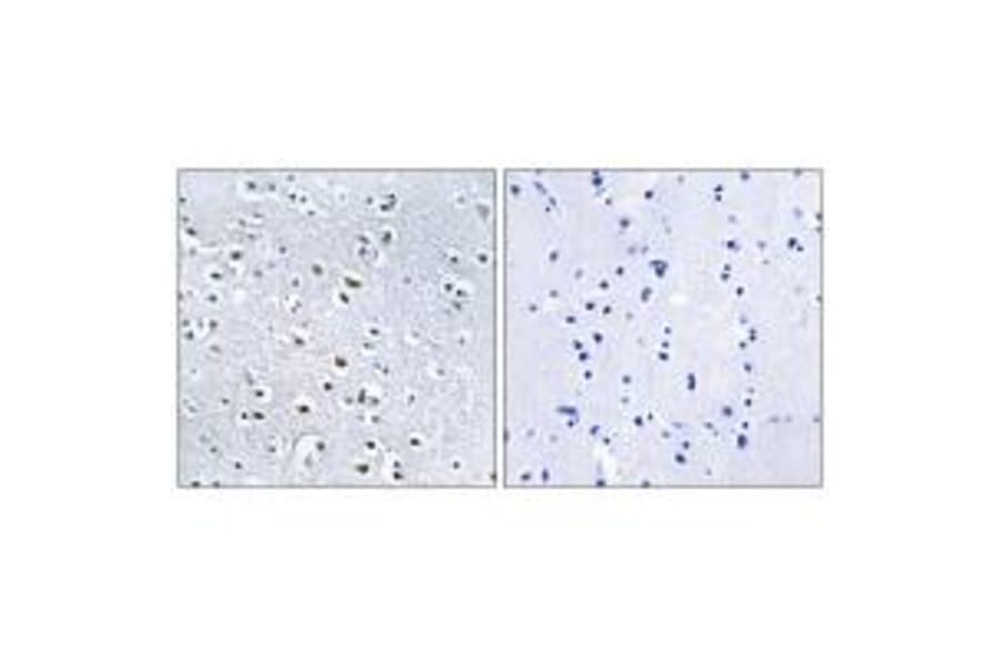 Immunohistochemistry - NPHP4 Antibody from Signalway Antibody (34846) - Antibodies.com