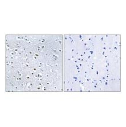 Immunohistochemistry - NPHP4 Antibody from Signalway Antibody (34846) - Antibodies.com