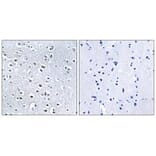 Immunohistochemistry - NPHP4 Antibody from Signalway Antibody (34846) - Antibodies.com