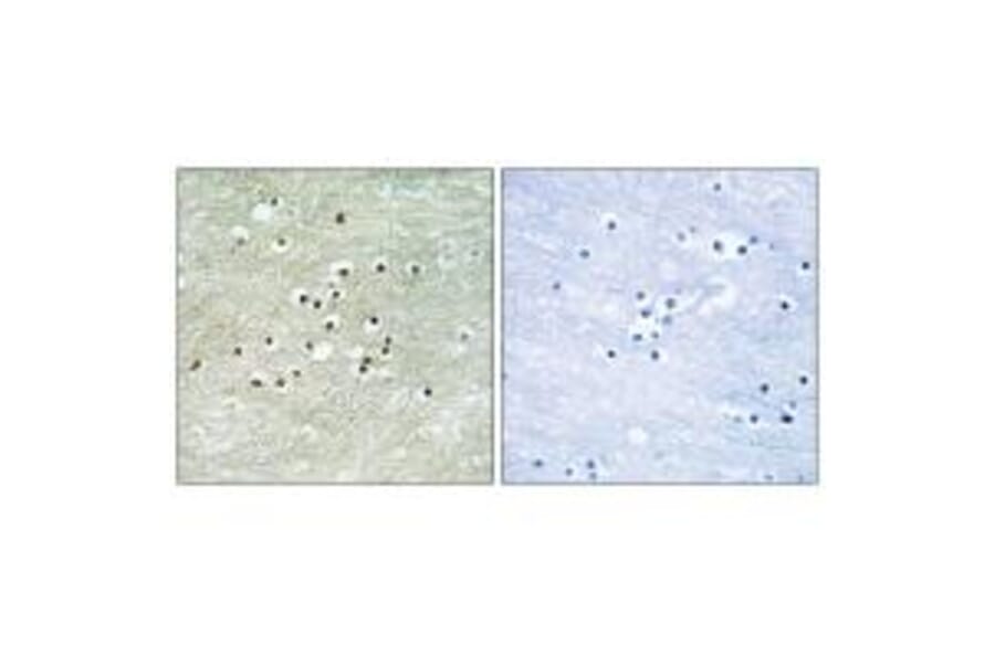 Immunohistochemistry - NPAS4 Antibody from Signalway Antibody (34858) - Antibodies.com