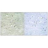 Immunohistochemistry - NPAS4 Antibody from Signalway Antibody (34858) - Antibodies.com