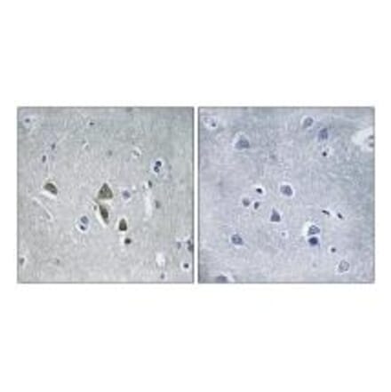 Immunohistochemistry - OAZ1 Antibody from Signalway Antibody (34883) - Antibodies.com