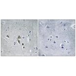 Immunohistochemistry - OAZ1 Antibody from Signalway Antibody (34883) - Antibodies.com