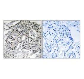 Immunohistochemistry - PXMP2 Antibody from Signalway Antibody (34891) - Antibodies.com