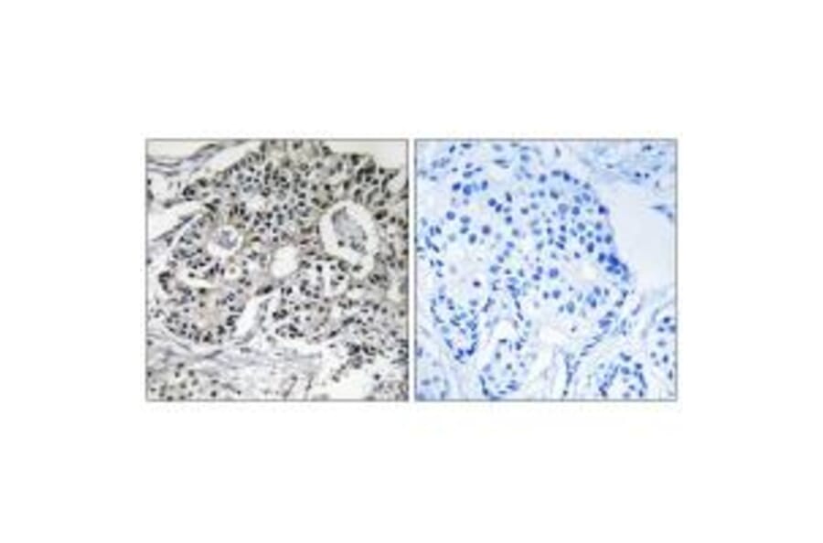 Immunohistochemistry - PXMP2 Antibody from Signalway Antibody (34891) - Antibodies.com