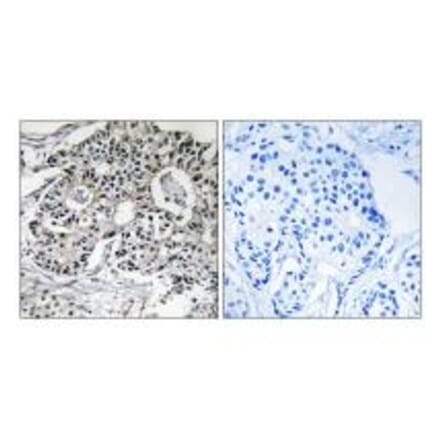 Immunohistochemistry - PXMP2 Antibody from Signalway Antibody (34891) - Antibodies.com