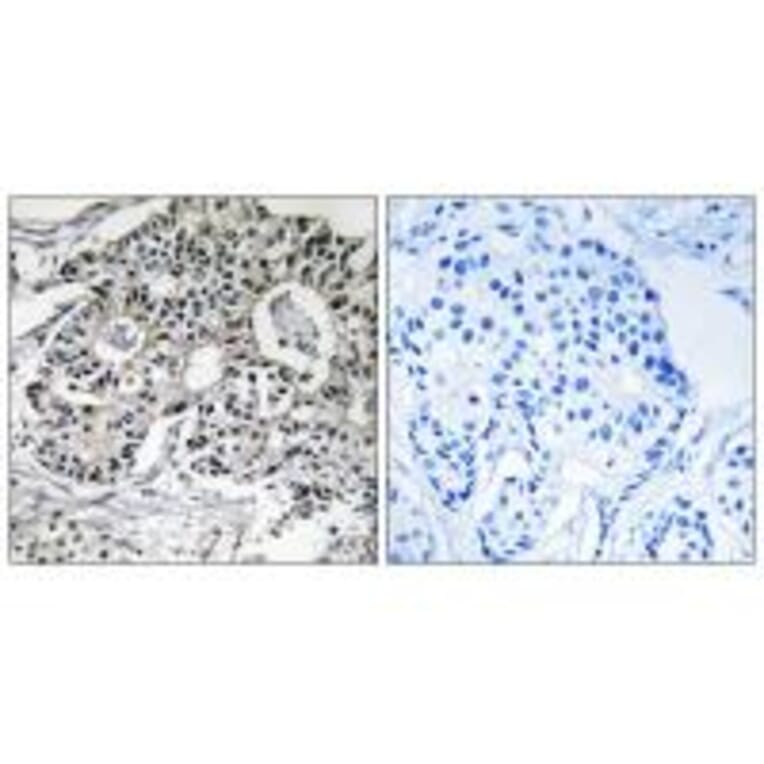 Immunohistochemistry - PXMP2 Antibody from Signalway Antibody (34891) - Antibodies.com