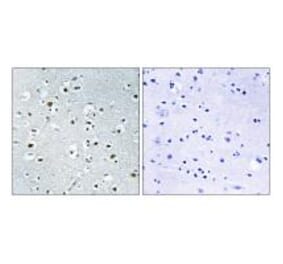 Immunohistochemistry - PPRC1 Antibody from Signalway Antibody (34898) - Antibodies.com