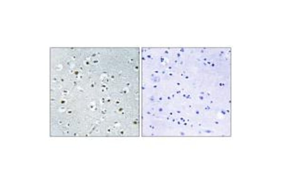 Immunohistochemistry - PPRC1 Antibody from Signalway Antibody (34898) - Antibodies.com
